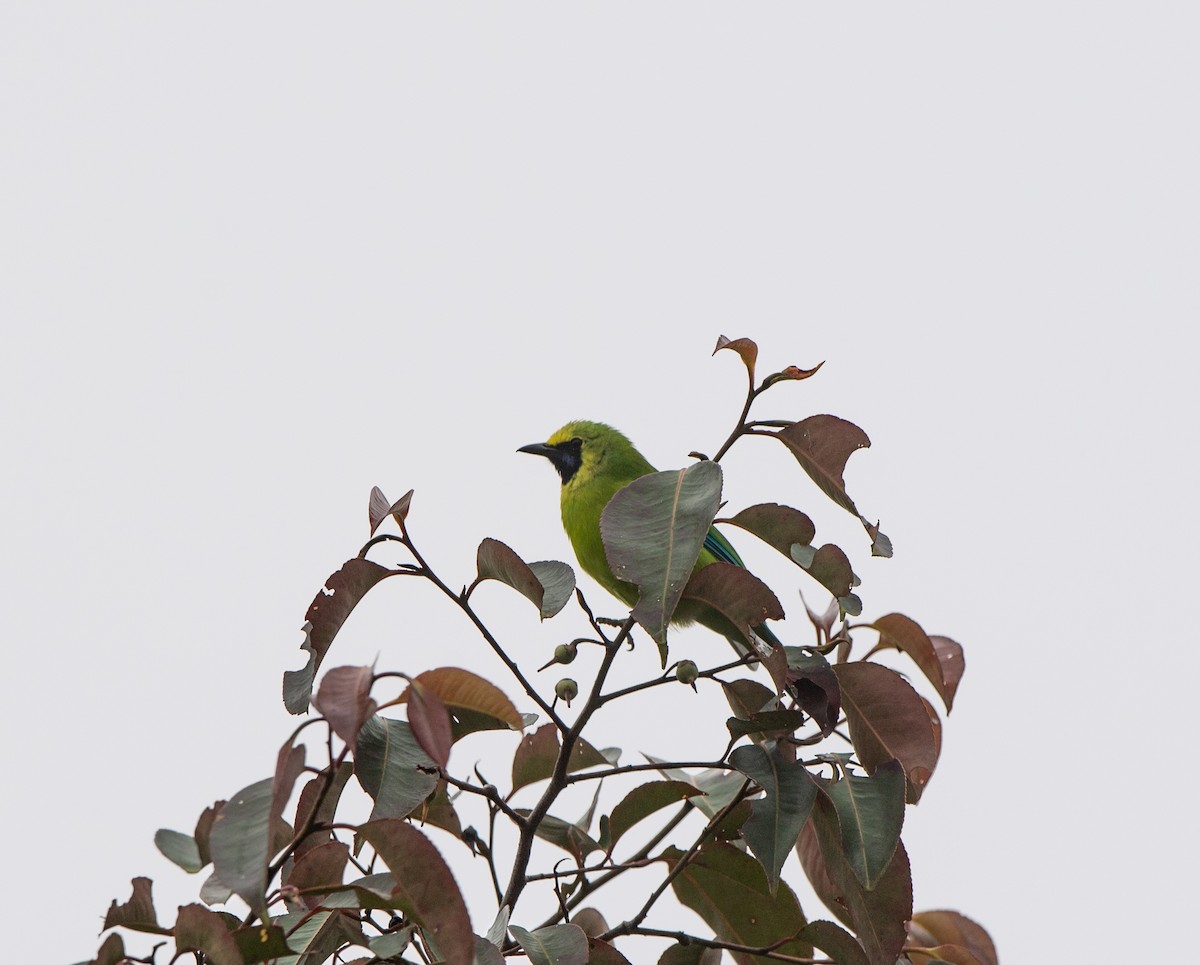 Bornean Leafbird - ML115574091