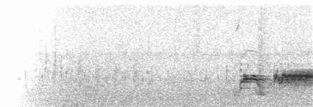 Western Grebe - ML115574101