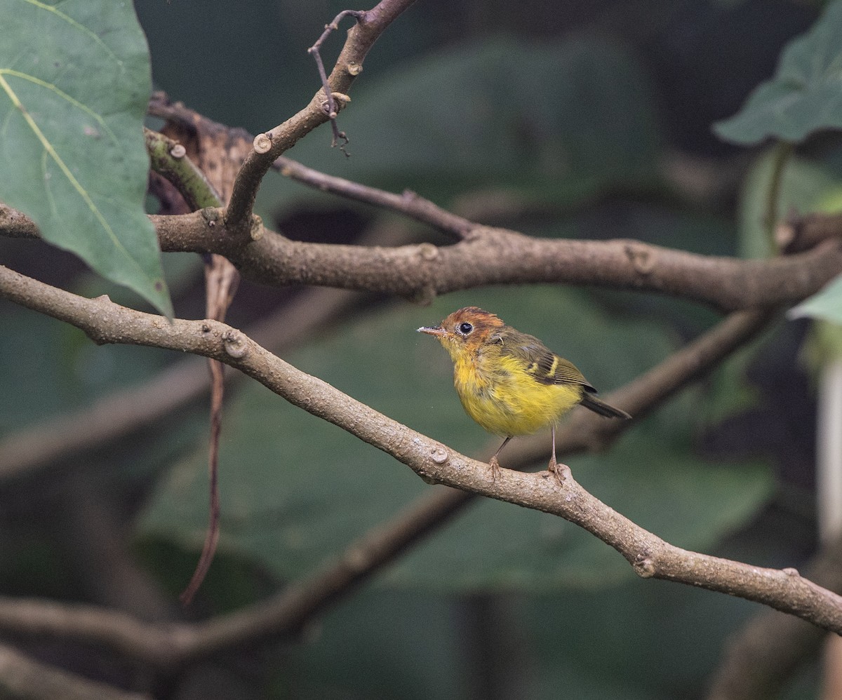 Yellow-breasted Warbler - ML115574211