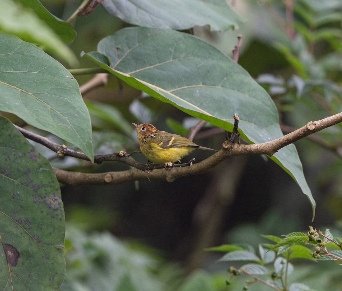 Yellow-breasted Warbler - ML115574221