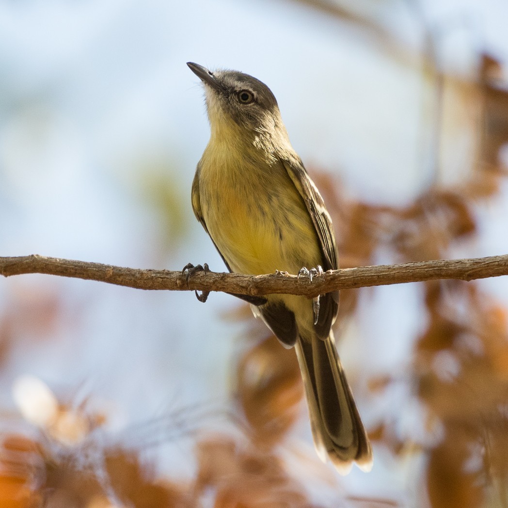 Pale-tipped Tyrannulet - Silvia Faustino Linhares