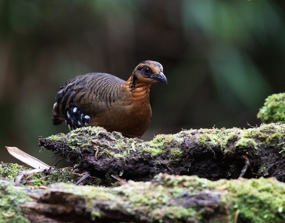 Red-breasted Partridge - ML115574881