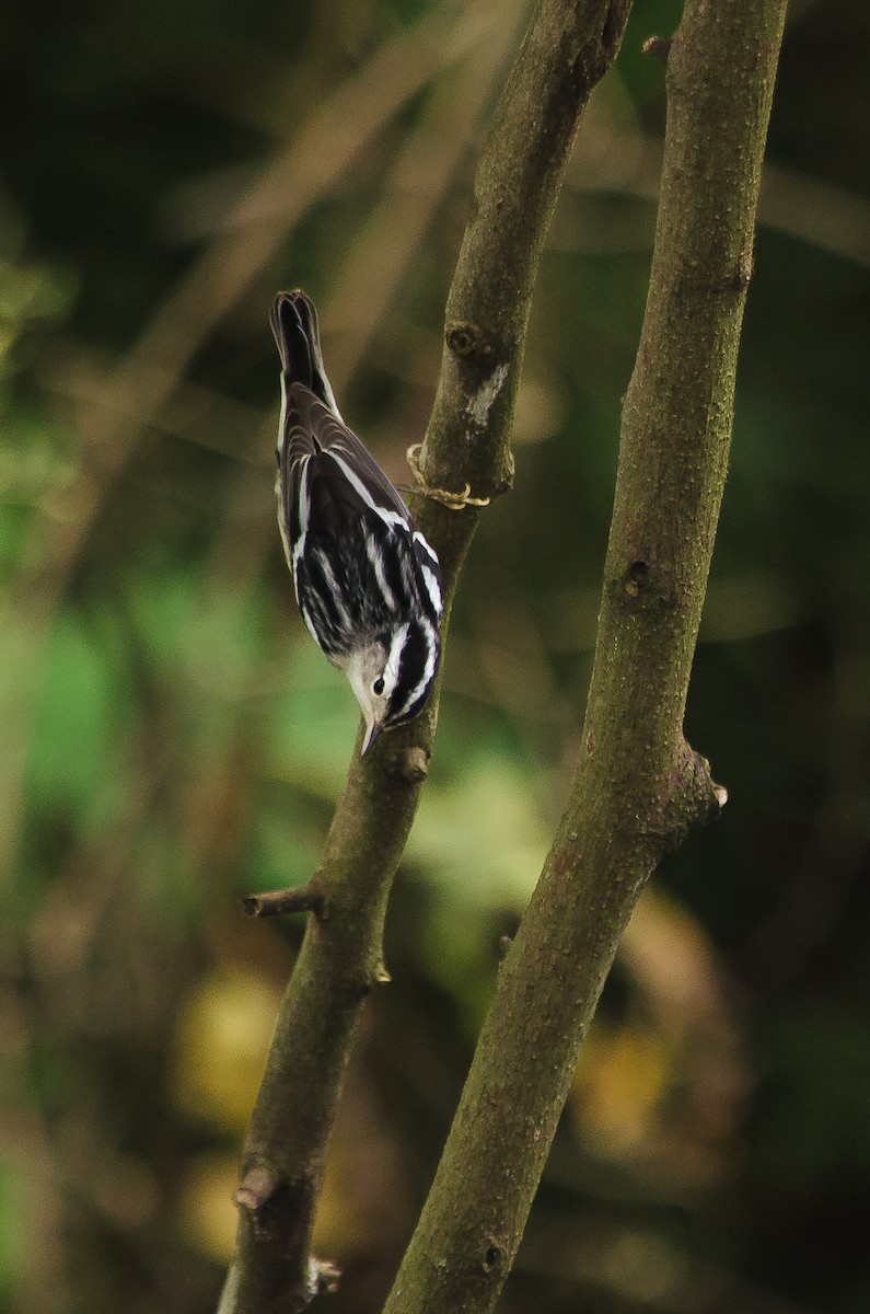Black-and-white Warbler - David Monroy Rengifo