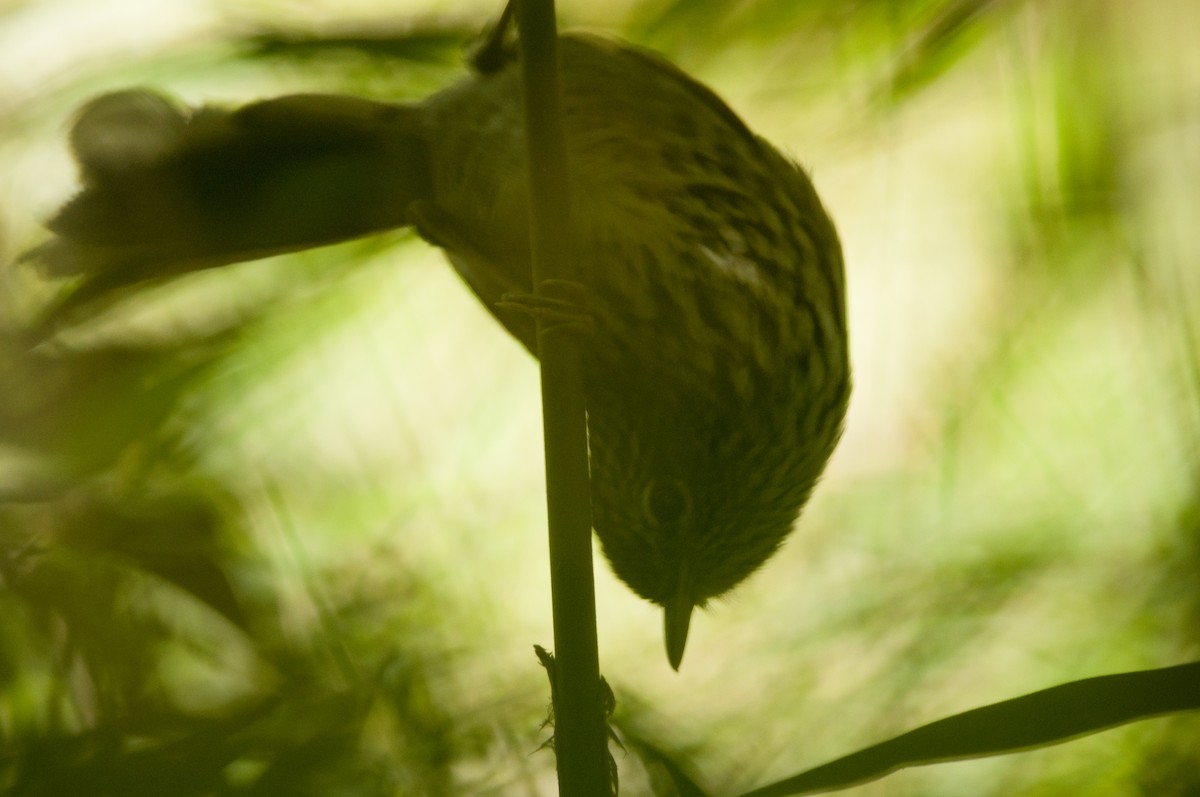 Dusky-tailed Antbird - Giselle Mangini