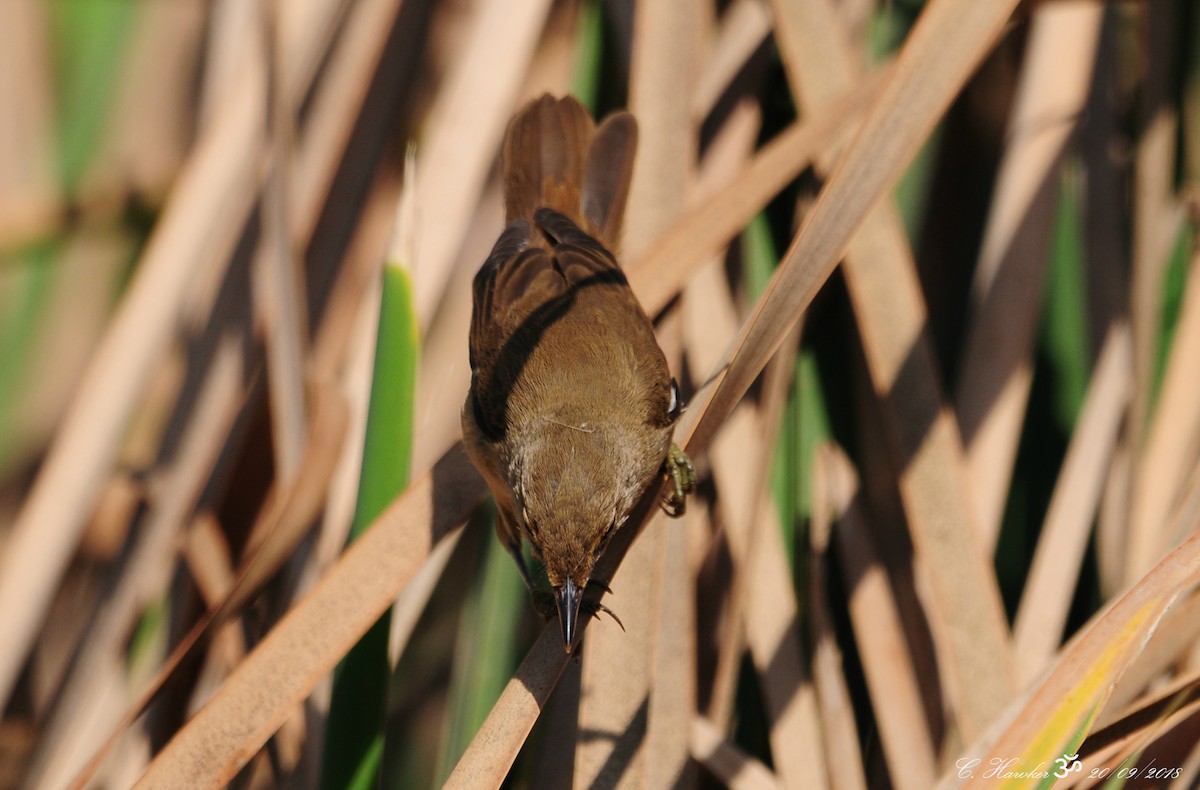 Common Reed Warbler - ML115581841