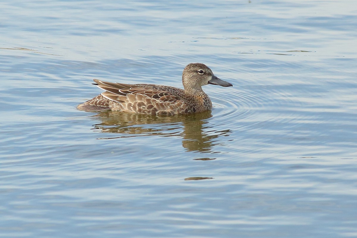 Blue-winged Teal - Thomas Anderson