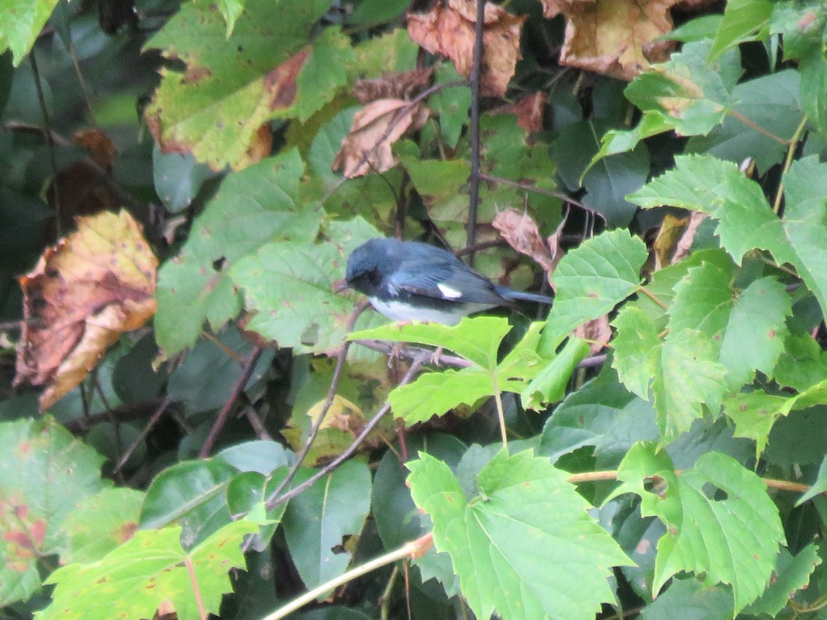 Black-throated Blue Warbler - Debbie van Zyl