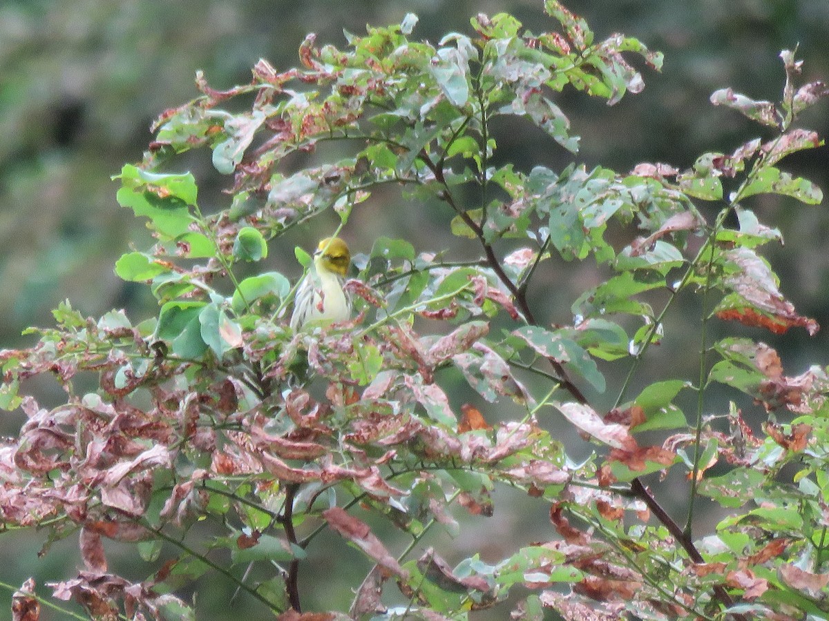 Black-throated Green Warbler - Debbie van Zyl