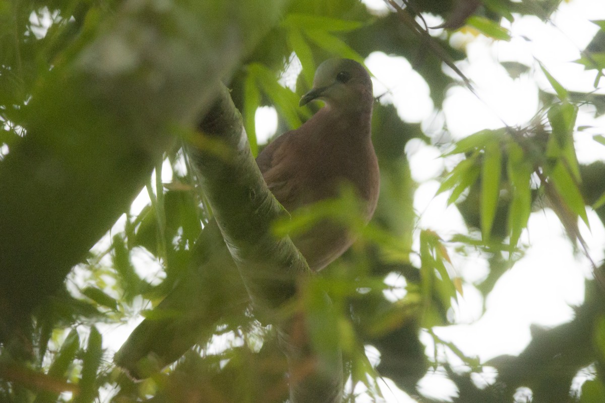 Gray-fronted Dove - Giselle Mangini