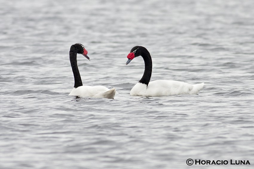 Black-necked Swan - ML115590031