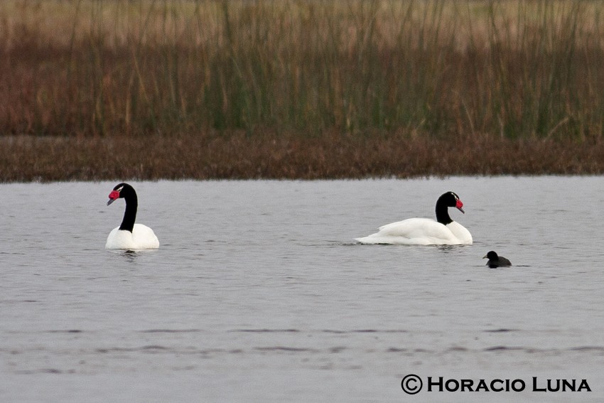 Black-necked Swan - ML115590051