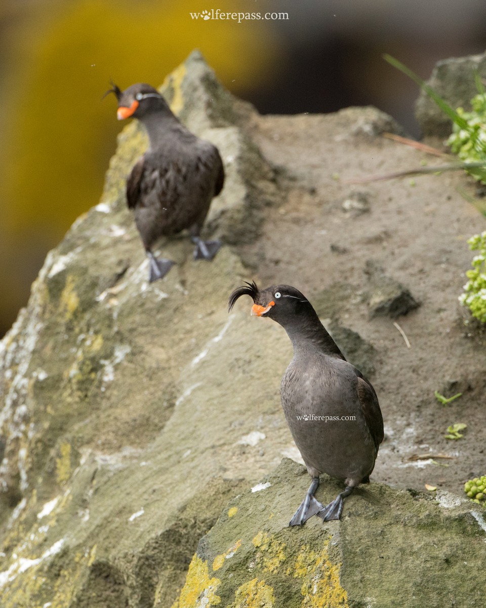 Crested Auklet - ML115592401