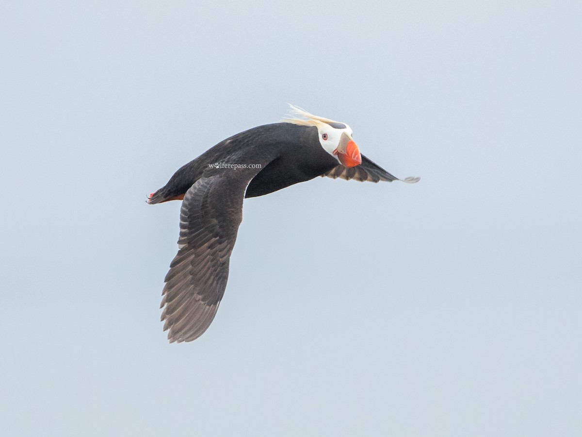 Tufted Puffin - Wolfe R