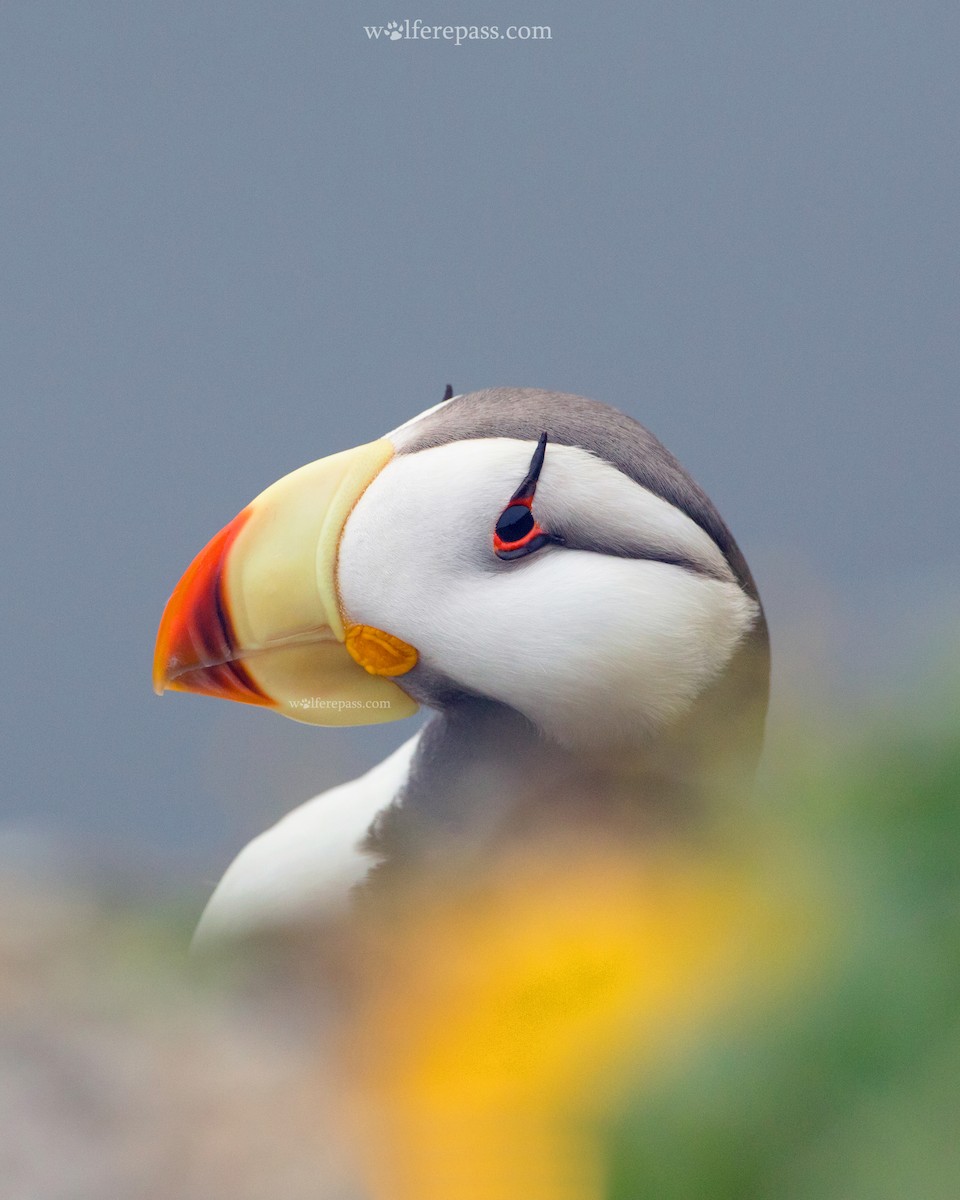 Horned Puffin - Wolfe R