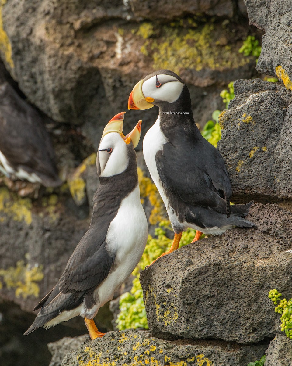 Horned Puffin - ML115592471