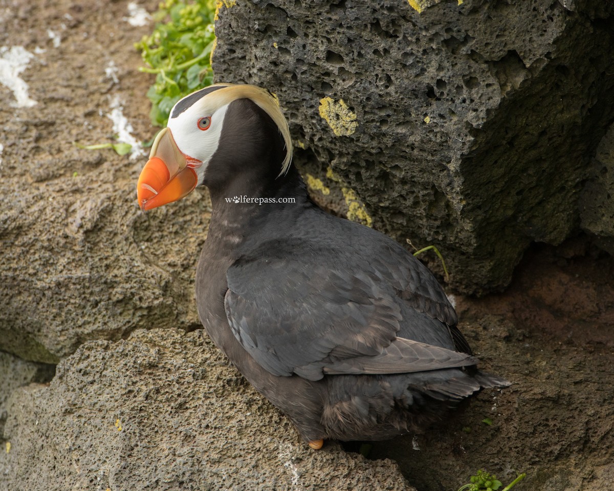 Tufted Puffin - ML115592521