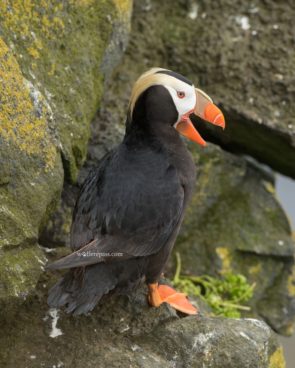 Tufted Puffin - ML115592531