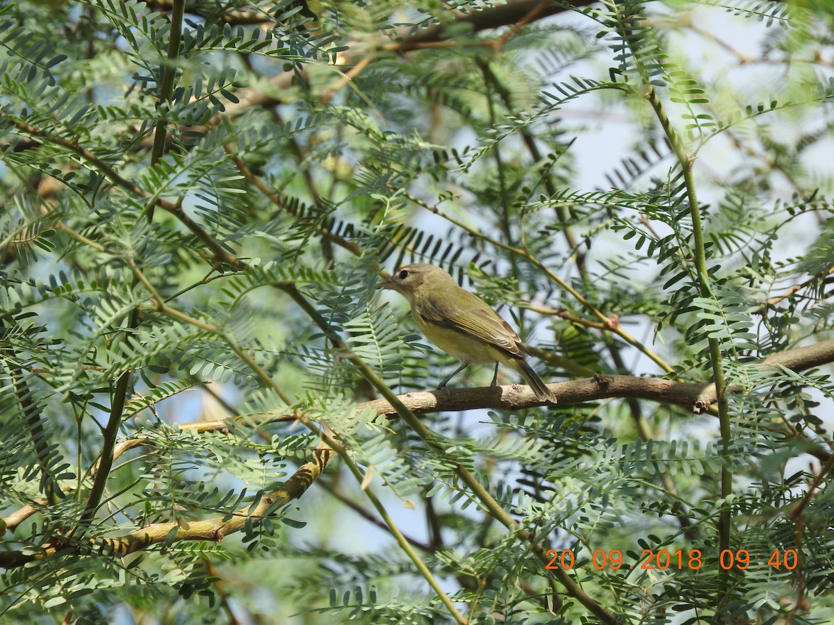 vireo sp. - Peter Ginsburg
