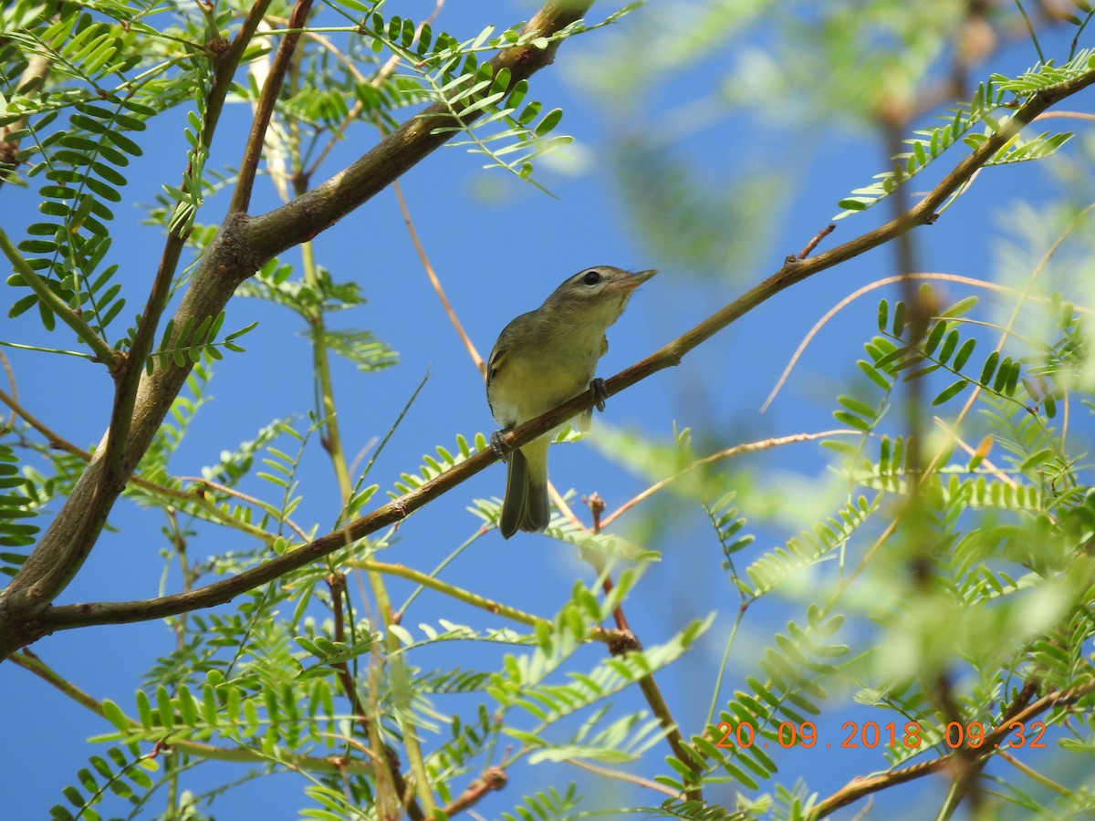 vireo sp. - Peter Ginsburg