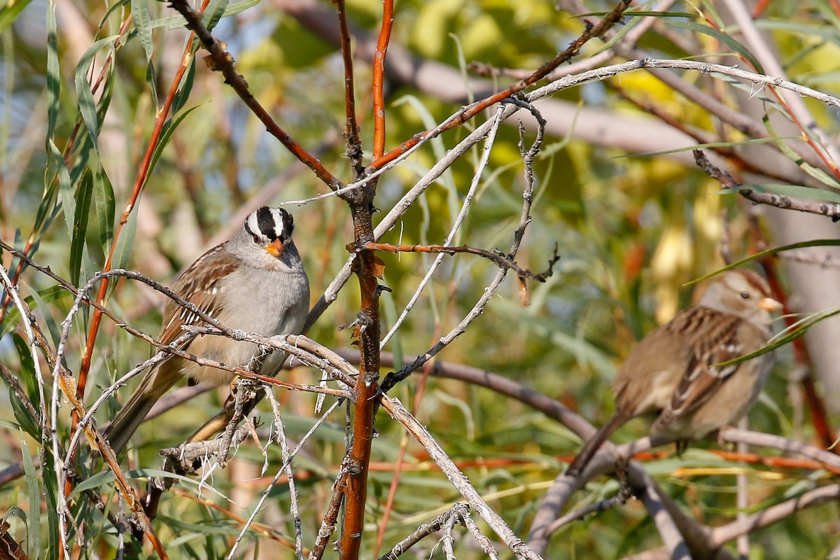 White-crowned Sparrow - ML115594441