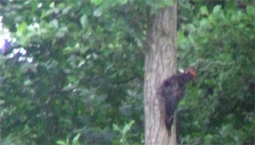 Black Woodpecker - ML115595901