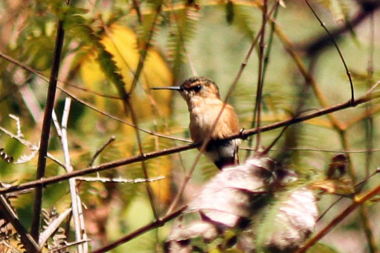 Sparkling-tailed Hummingbird - Knut Hansen
