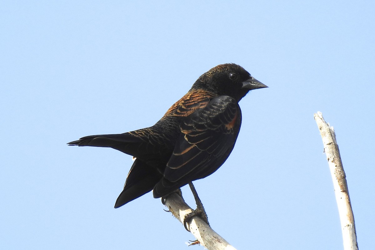 Red-winged Blackbird - Charlotte Morris