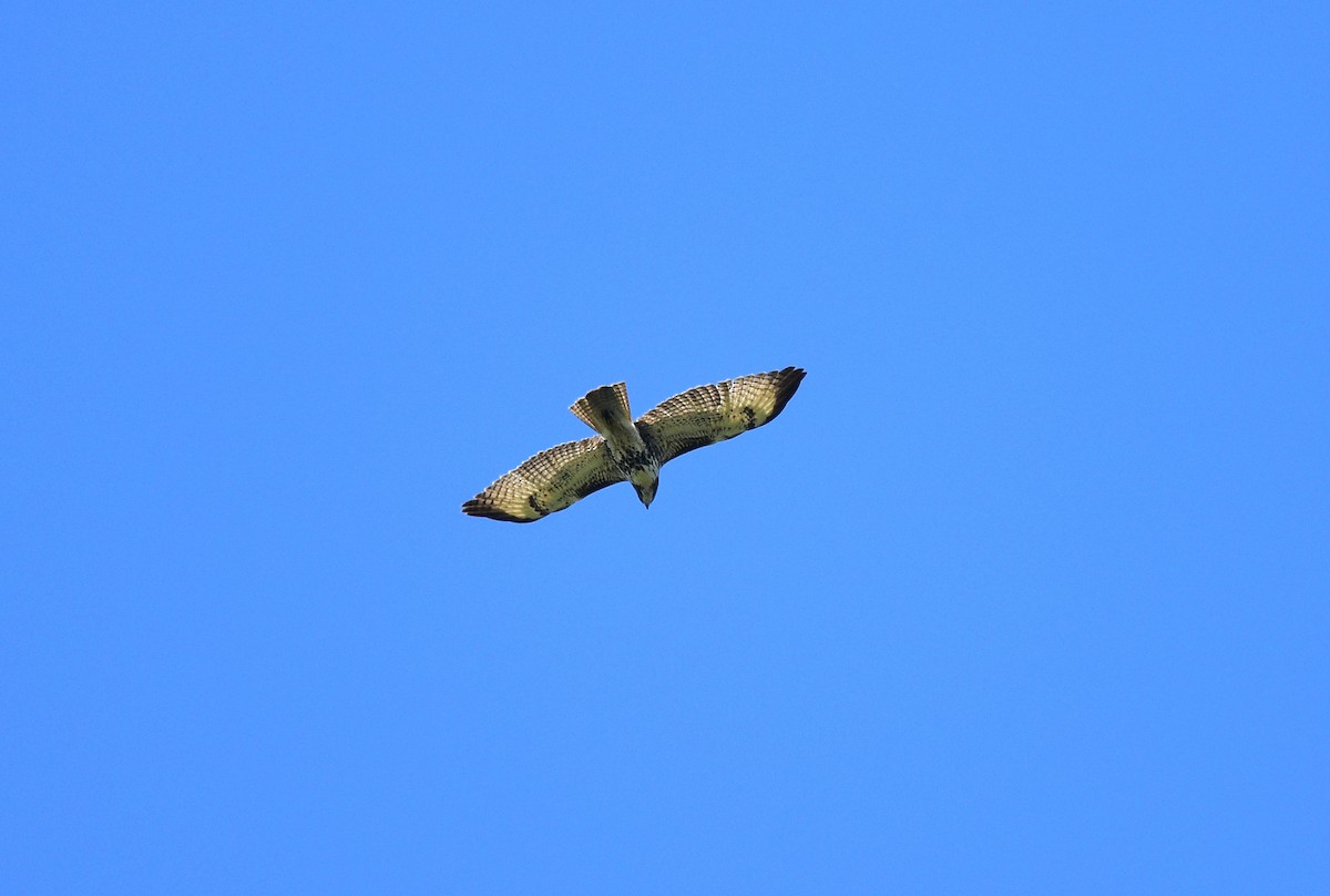 Red-tailed Hawk - ML115600321