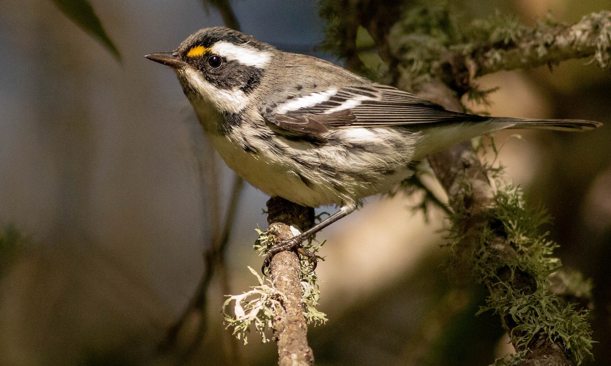 Black-throated Gray Warbler - Paul Fenwick
