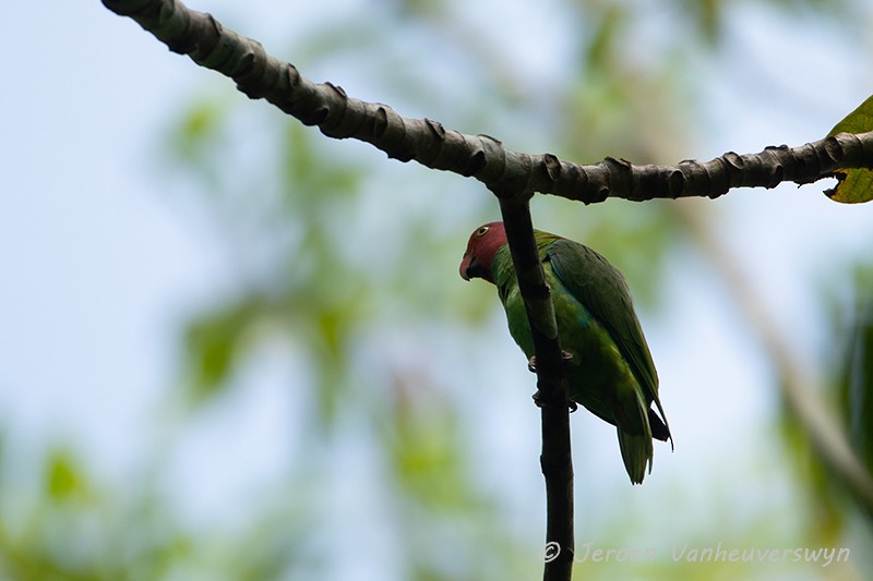 Red-cheeked Parrot - Jeroen Vanheuverswyn