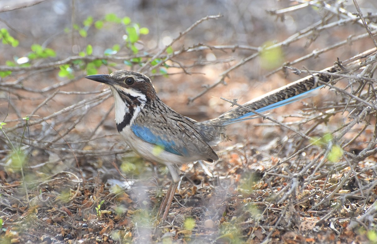 Long-tailed Ground-Roller - Carlos Sanchez