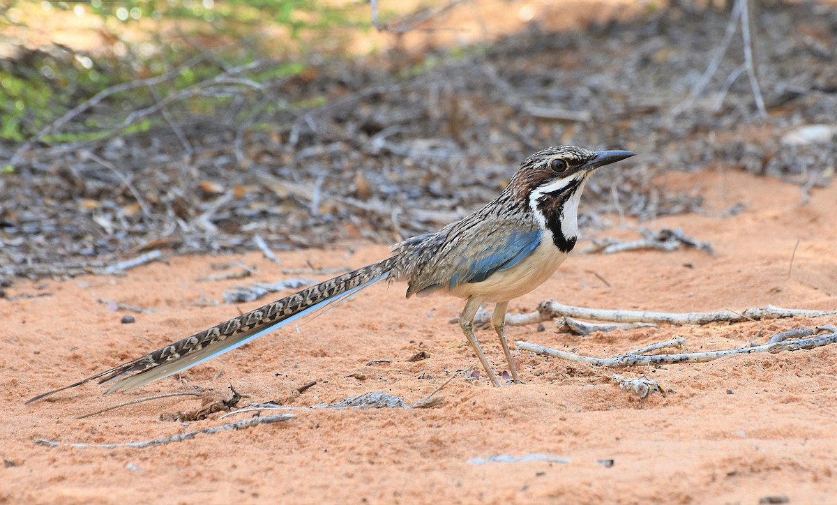 Long-tailed Ground-Roller - ML115603621