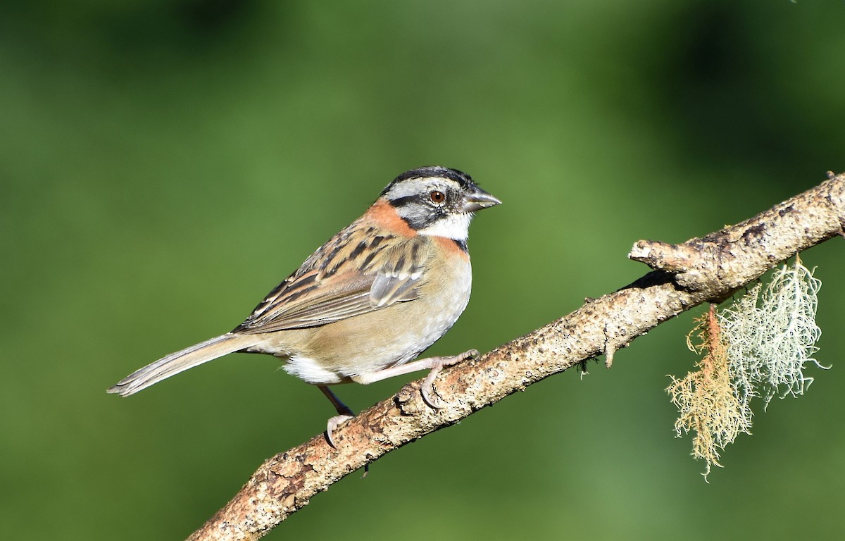 Rufous-collared Sparrow - Carlos Sanchez