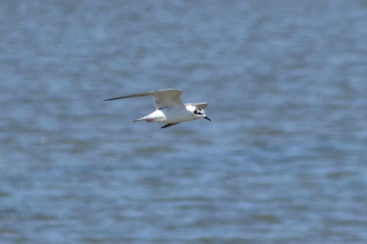 White-winged Tern - Paulo  Roncon