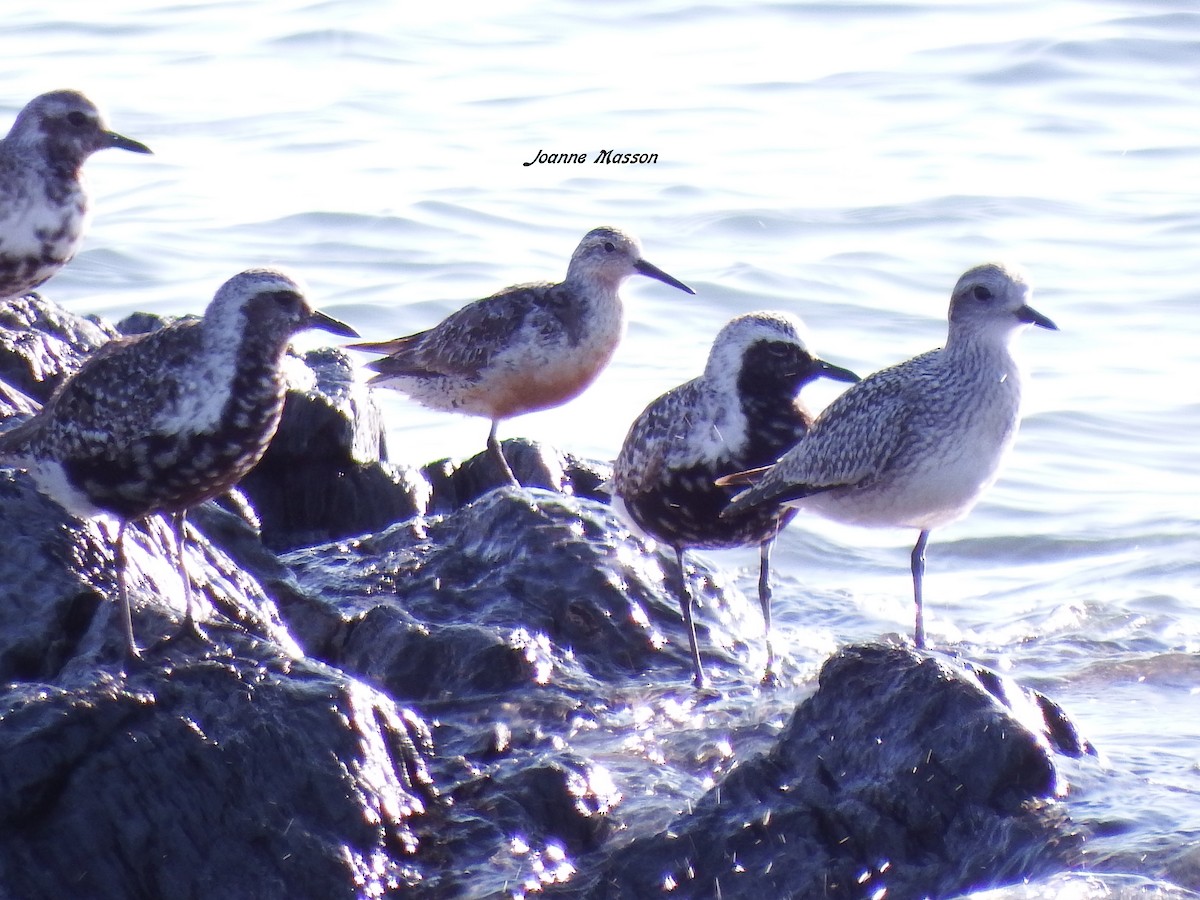 Red Knot - ML115609441