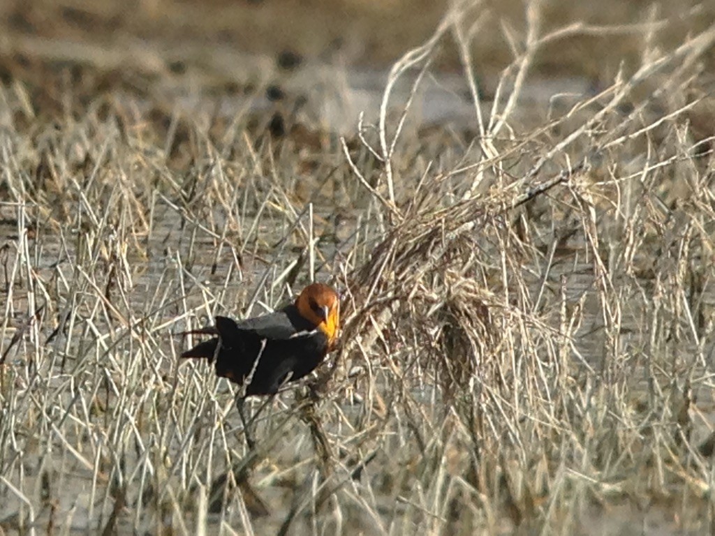 Yellow-headed Blackbird - ML115620911