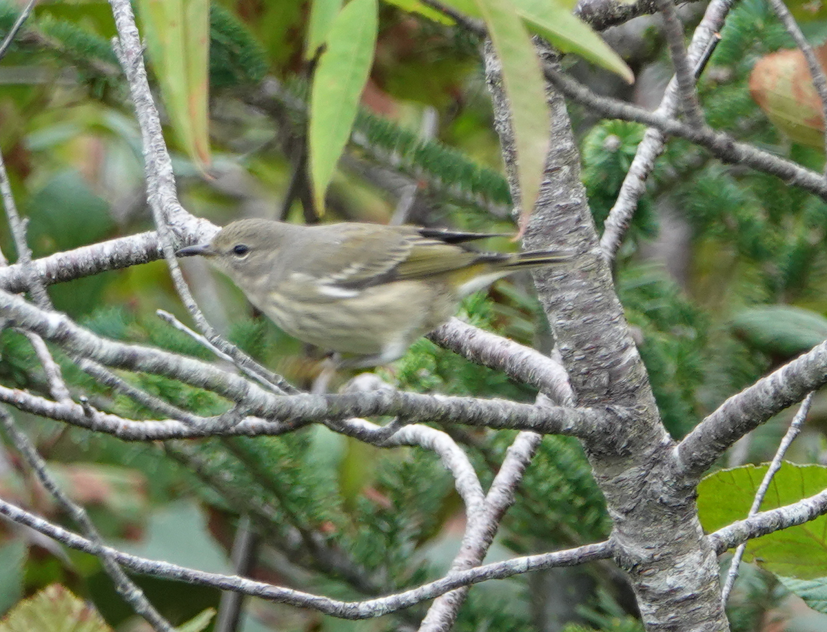 Cape May Warbler - ML115621421
