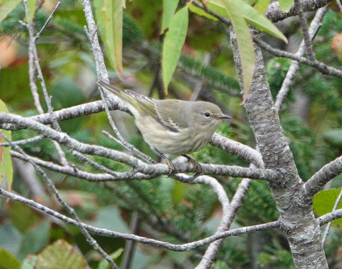 Cape May Warbler - ML115621431