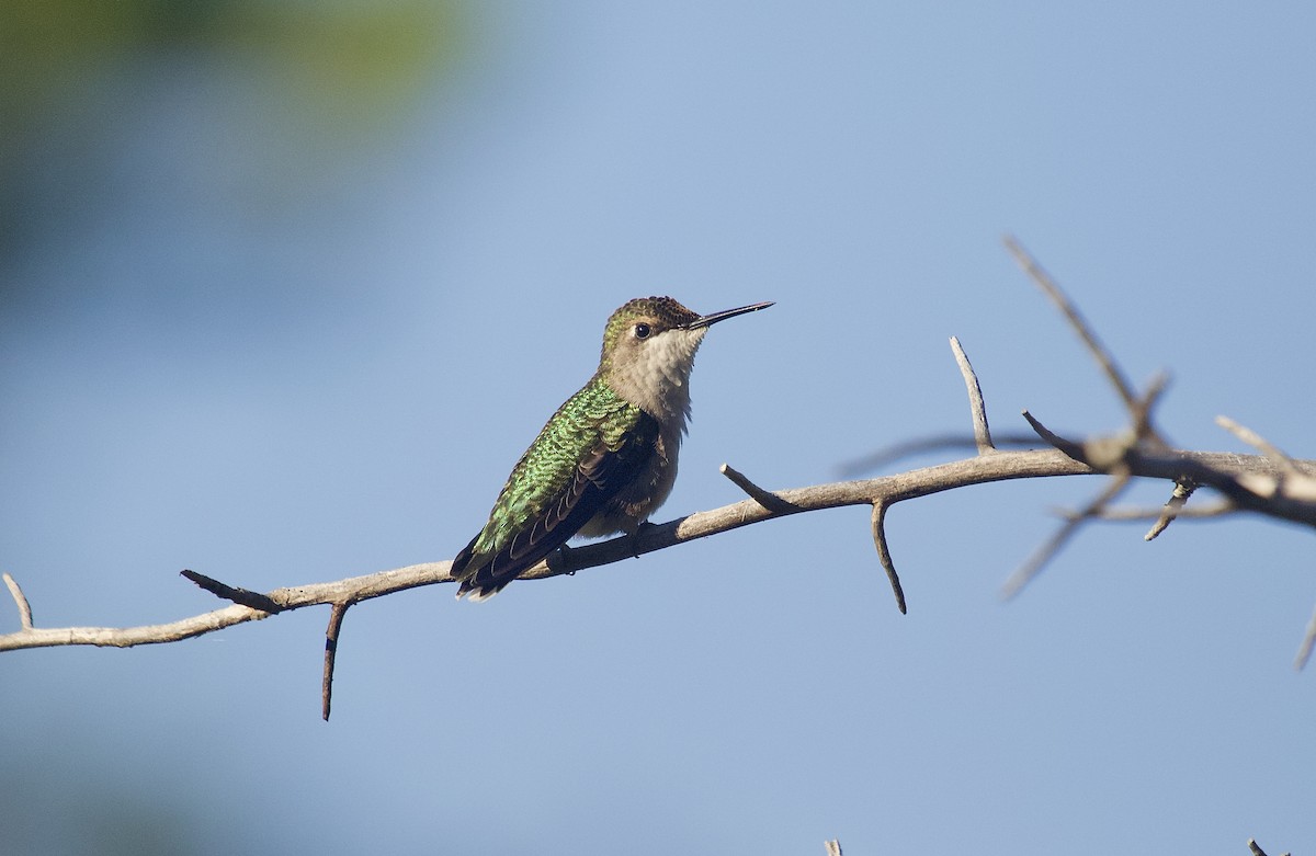 Ruby-throated Hummingbird - Mary Keleher
