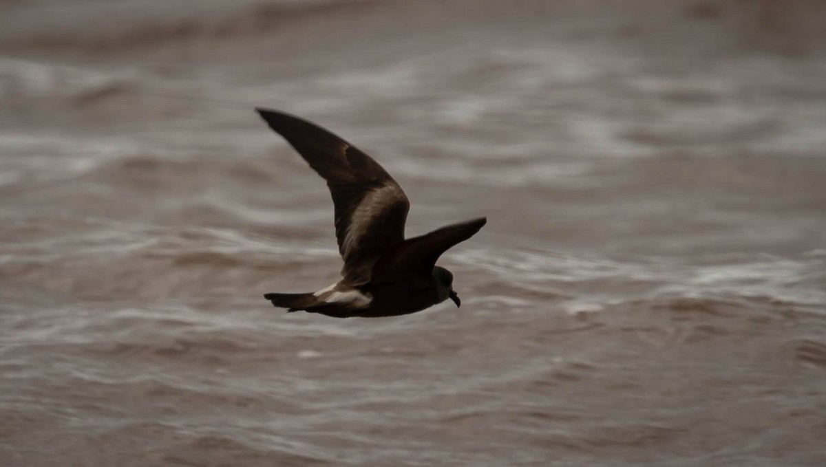 Leach's Storm-Petrel - Nova Scotia Bird Records