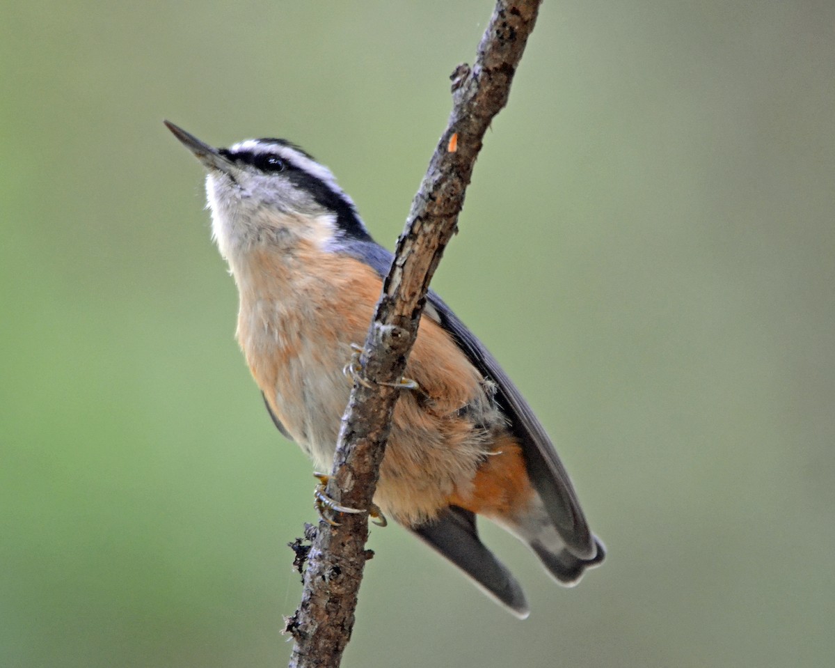 Red-breasted Nuthatch - Michael J Good