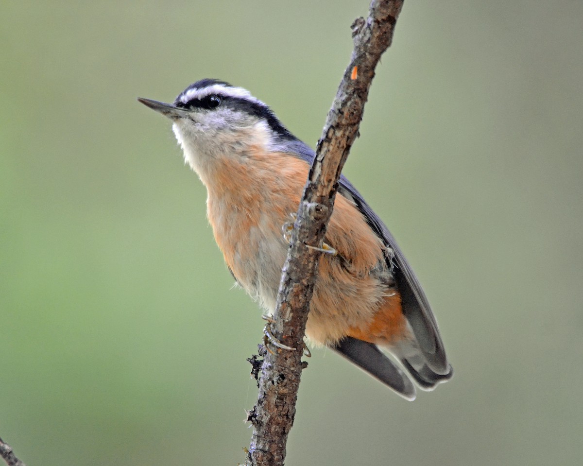 Red-breasted Nuthatch - Michael J Good