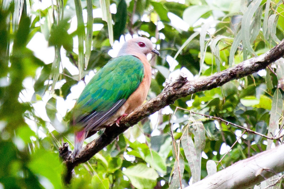 Purple-tailed Imperial-Pigeon - ML115626341