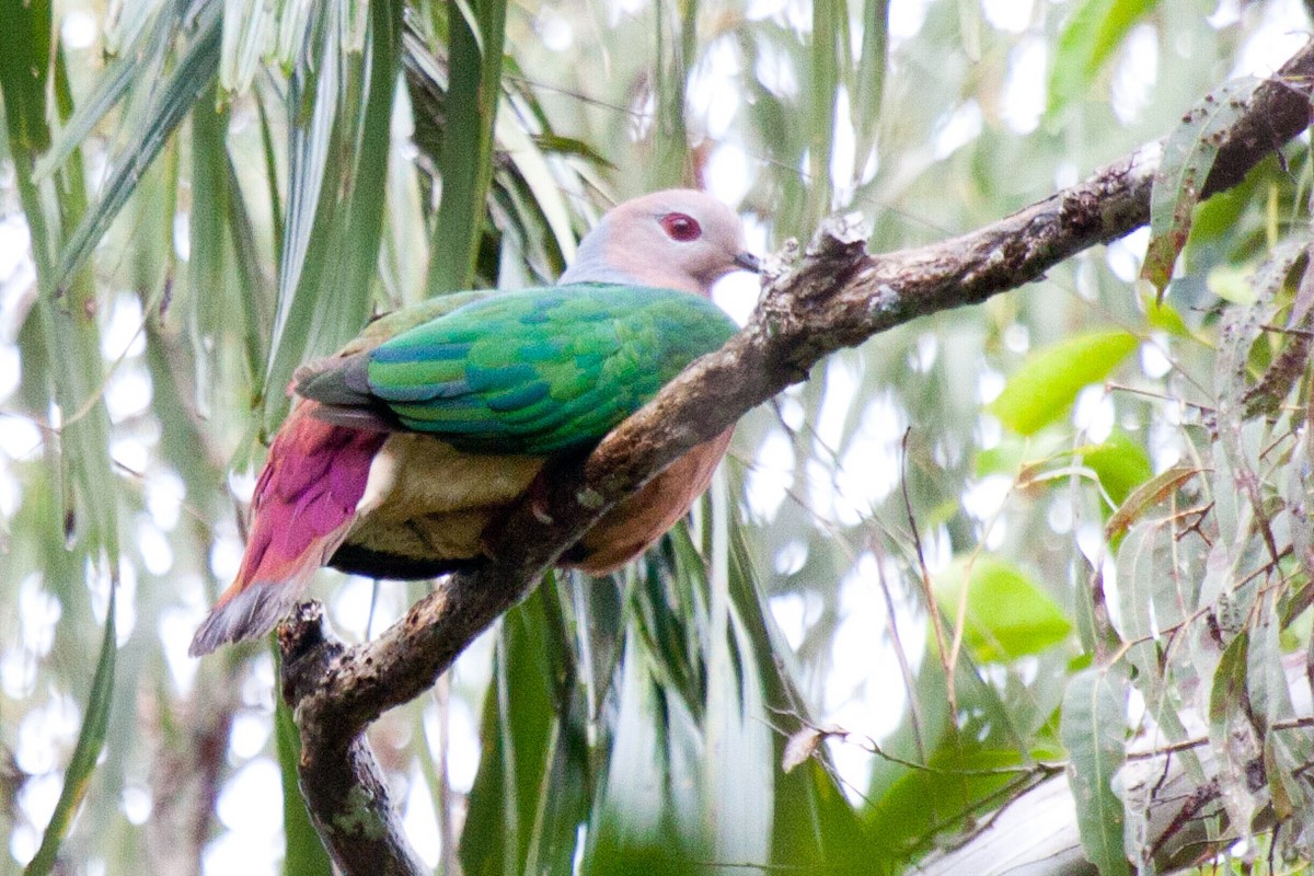 Purple-tailed Imperial-Pigeon - ML115626761