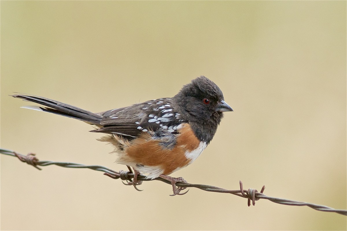 Spotted Towhee - ML115627521