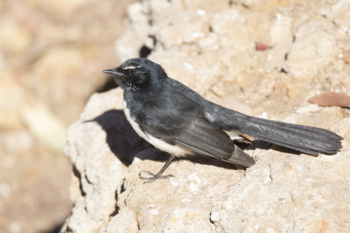 Willie-wagtail - John Cantwell