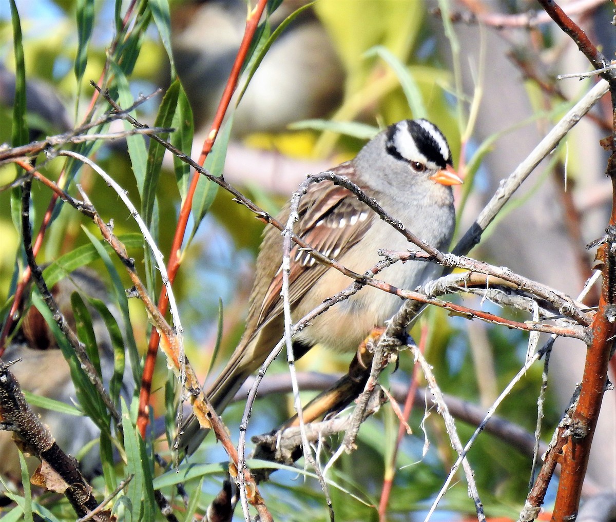 White-crowned Sparrow - ML115632481