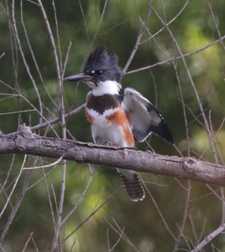Belted Kingfisher - ML115635471