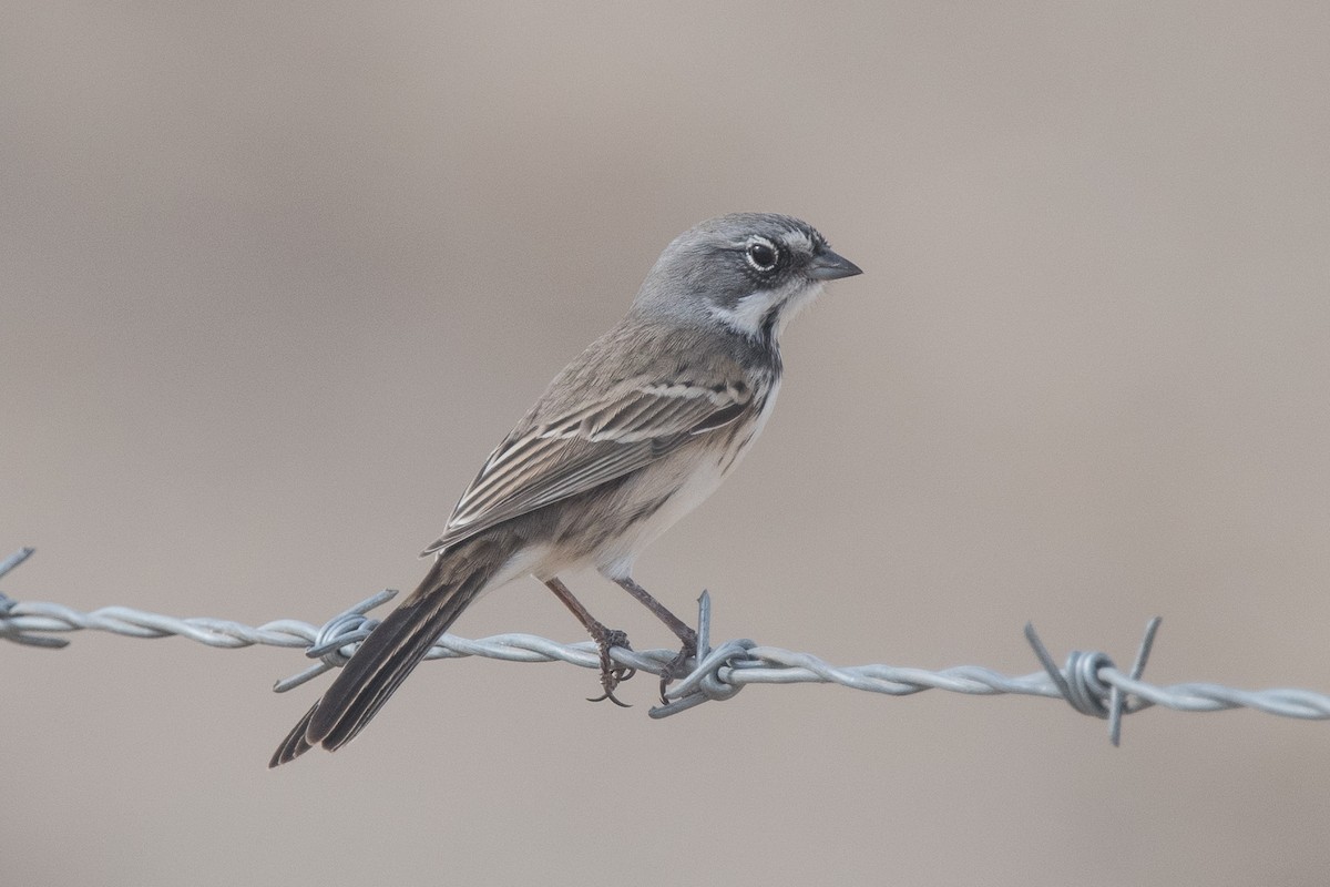 Sagebrush/Bell's Sparrow (Sage Sparrow) - Nancy Christensen