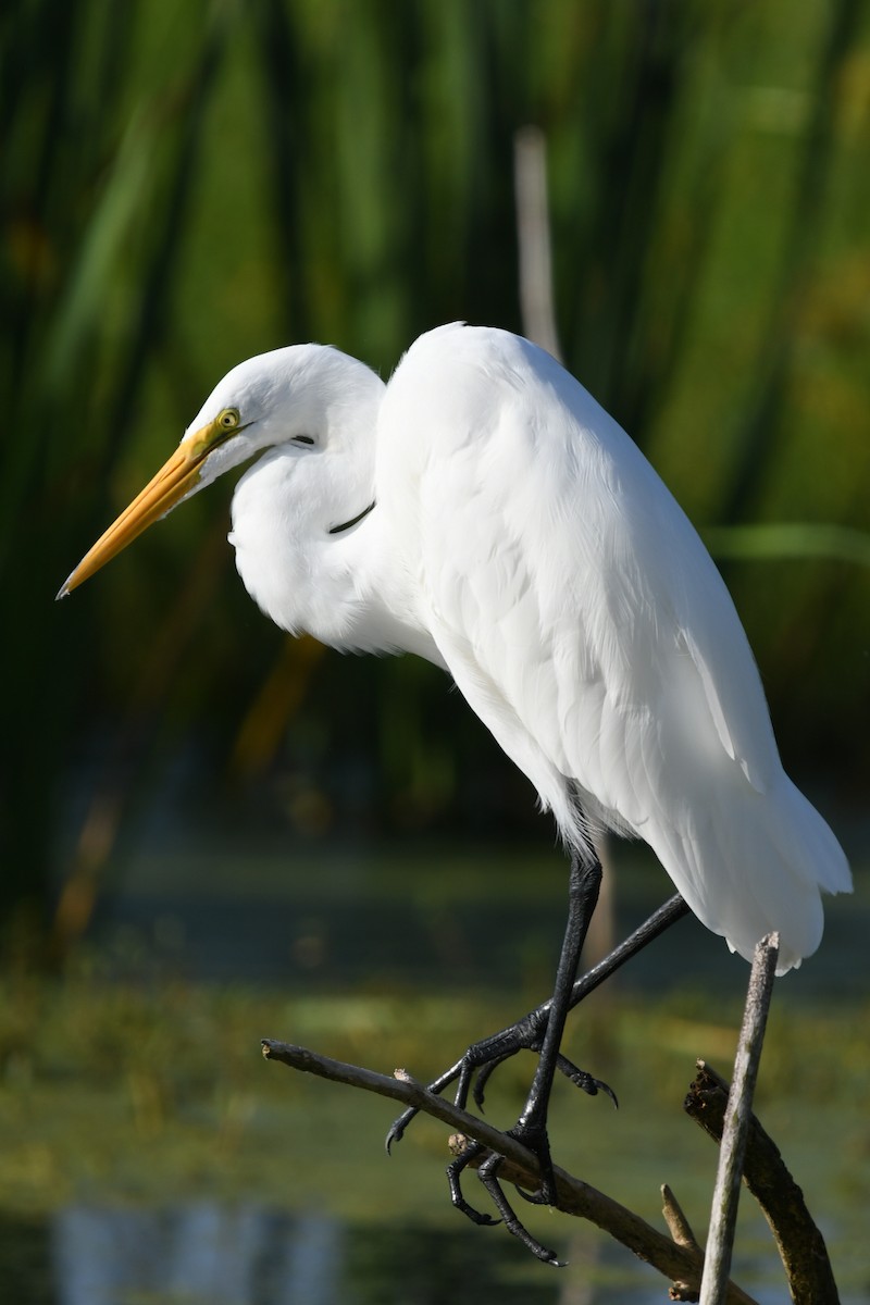 Great Egret - George Ross